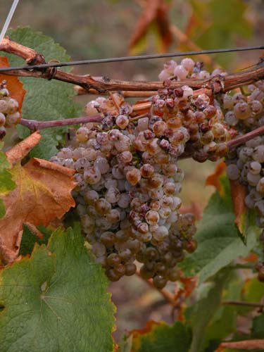 Riesling grapes in Clare Valley