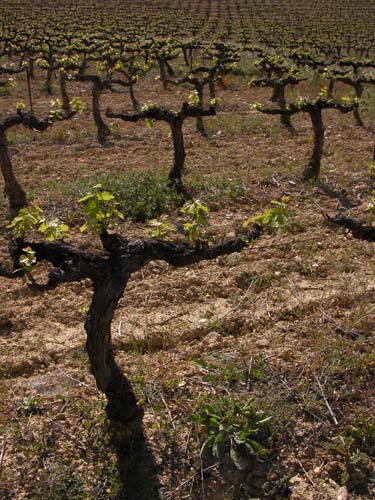 Vines at Chateauneuf du Pape