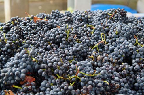 Pinotage Grapes ready to be crushed