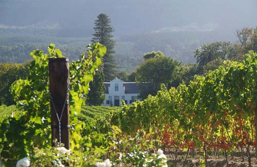 Vines at Constantia, South Africa