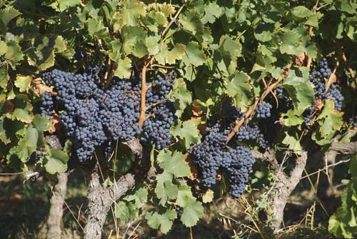 Bunches of black grapes on the vine
