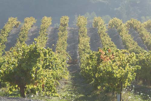 Vineyards undulating across the contours