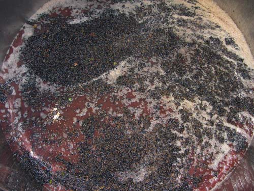 Grapes fermenting