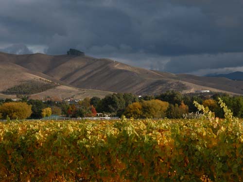 Lawsons Dry Hills, Marlborough, New Zealand