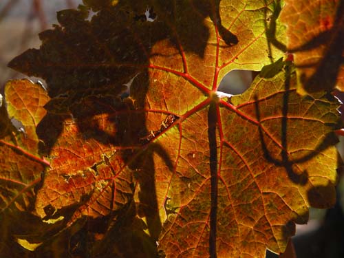 Autumn leaf