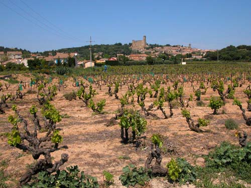 Vines at Chateauneuf du Pape