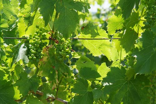 Young green grapes