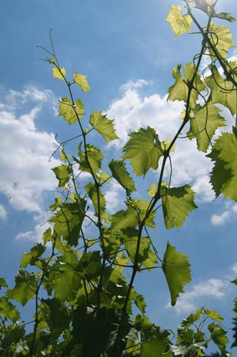 Vines silhouetted