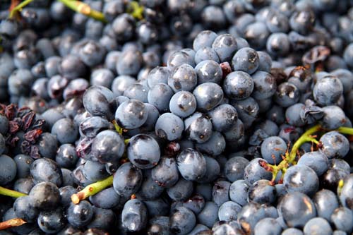 Grapes ready to be crushed