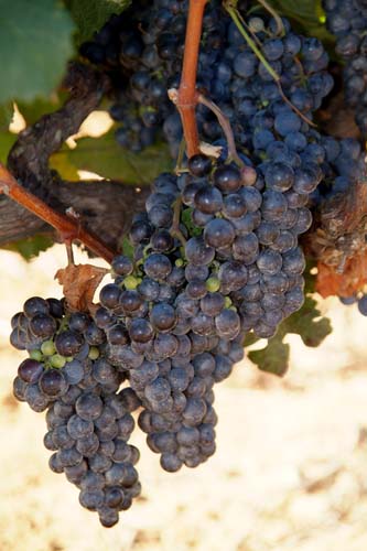 Black Grapes
