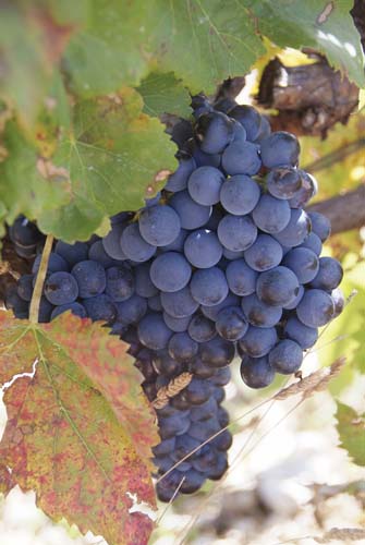 Grenache grapes